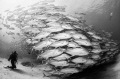   Diver watching magnificient school jacks Caranx sexfasciatus Cabo Pulmo National Park. Park  